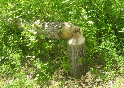 Elk River Beaver Sign.